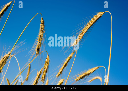 Wheat on a cornfield Stock Photo
