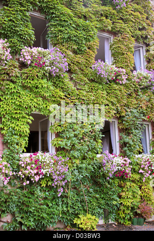 Green overgrown house in Kiedrich, Rheingau, Hesse, Germany Stock Photo