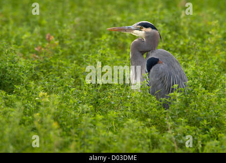 Nov. 15, 2012 - Roseburg, Oregon, U.S - A great blue heron hunts in an alfalfa field on a farm near Roseburg. The large bird, normally known for wading, appeared to be hunting for rodents and frogs in the bright green field. (Credit Image: © Robin Loznak/ZUMAPRESS.com) Stock Photo