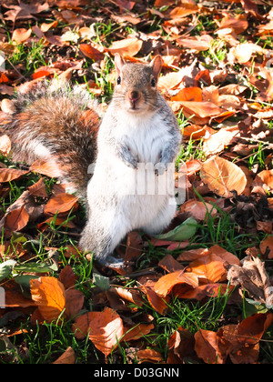 An Eastern Grey squirrel stands on its hind legs amongst autumn leaves. Stock Photo