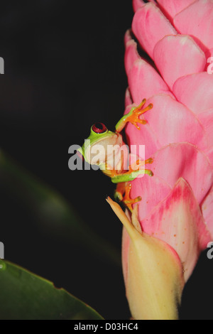 Gliding Leaf Frog, Gliding Tree Frog, Spurrell's Leaf Frog (Agalychnis spurrelli) sitting on a pink ginger flower in Costa Rica. Stock Photo