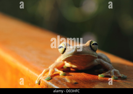 Frontal close up of a Gladiator Tree Frog (Hypsiboas rosenbergi) sitting on a wooden railing with in the sunset in Costa Rica.
