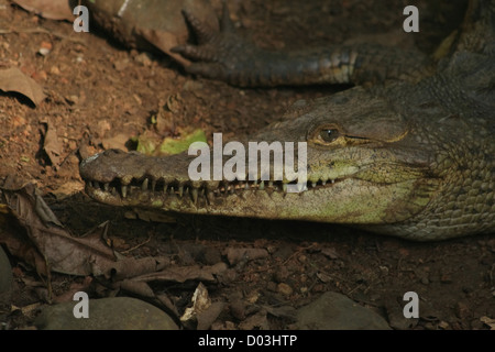 Close up of the head of an adult American Crocodile (Crocodilus acutus) lying on the river bank, looking into the camera. Stock Photo