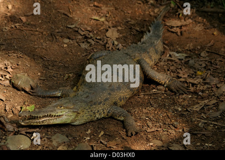 An adult American Crocodile (Crocodilus acutus) lying on the river bank, looking into the camera, in Manuel Antonio, Costa Rica. Stock Photo