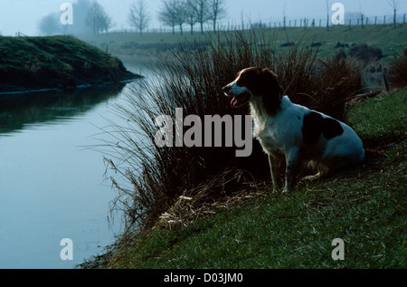 SIDE VIEW OF BEAUTIFUL SPRINGER SPANIEL SITTING BY POND Stock Photo