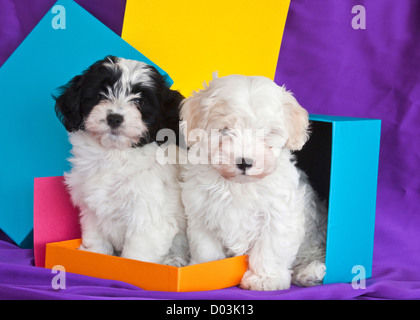 Two Havanese puppies sitting together surrounded by colors. Stock Photo