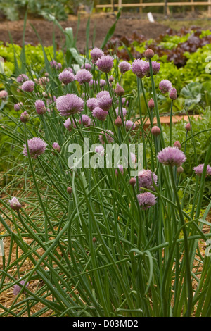 Garlic chives flowering in an organic vegetable garden Stock Photo