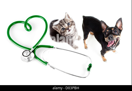 Veterinary for cats, dogs and other pets concept Stock Photo