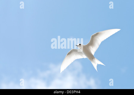 White Tern (Gygis alba rothschildi) in flight Stock Photo