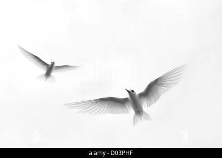 White Tern (Gygis alba rothschildi) in flight Stock Photo