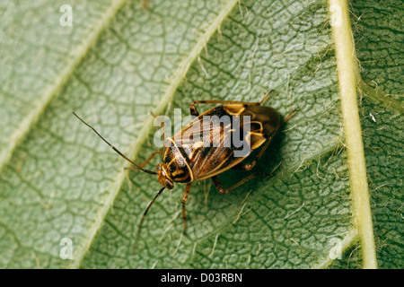 TARNISHED PLANT BUG (LYGUS LINEOLARIS) ADULT ON PLANT LEAF; DESTRUCTIVE TO CULTIVATED PLANT LEAVES Stock Photo