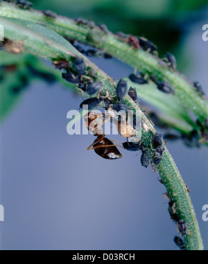 BEAN APHID (APHIS FABAE) ODOROUS HOUSE ANT (TAPINOMA SESSILE) ANT WITH HONEYDEW FROM APHID SYMBIOSIS Stock Photo