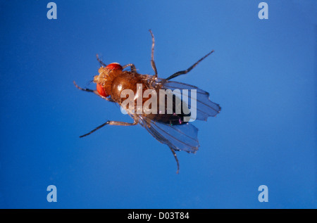 FRUIT FLY OR VINEGAR FLY (DROSOPHILA MELANOGASTER) SHOWS MUTATION SCALLOPED WING MARGINS AND VEINS THICKENED; CHROMOSOME #1 Stock Photo