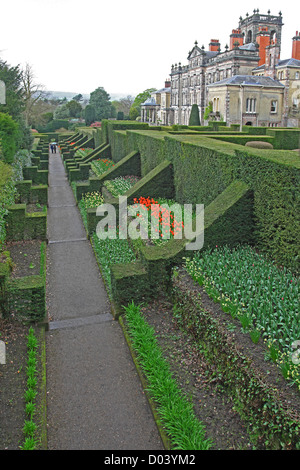 The Dahlia Walk with Tulips planted in spring at Biddulph Grange, Stoke-on-Trent, North Staffs, England, UK Stock Photo