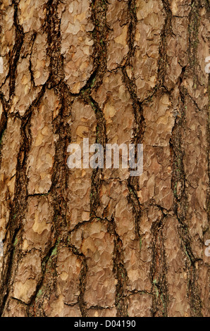 Bark of Spruce Pine tree Stock Photo