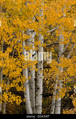 Quaking Aspen, Populus tremuloides, forest in autumn, in the La Sal mountains, near Moab, south-east Utah, USA Stock Photo
