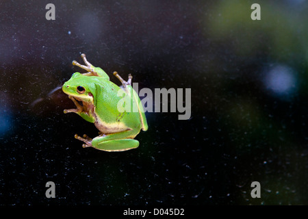 A green Squirrel Treefrog sits on an exterior glass surface with the dark forest background reflected. Taken in central SC, USA. Stock Photo
