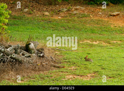 An Eastern Cottontail Rabbit (Sylvilagus floridanus) sitting idle in a field on Summer day in central South Carolina, USA. Stock Photo