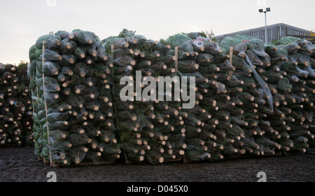 Packed and stacked Netted Medium Nordman Fir Christmas Trees ready for sale Lancashire Stock Photo