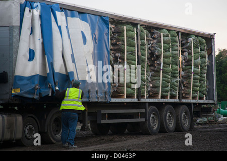 Netted Medium Nordman Fir Christmas Trees being delivered ready for unloading from a lorry in Lancashire Stock Photo