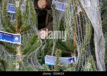 Netted Medium Nordman Fir Christmas Trees labeled ready for sale Stock Photo