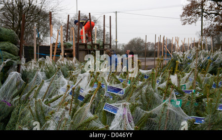 Netted Nordman Fir Christmas Trees being packed and stacked ready for loading in Lancashire Stock Photo