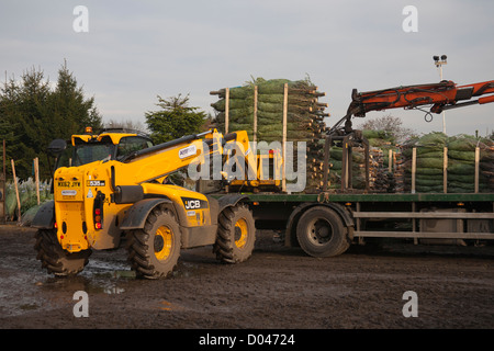 Netted Medium Nordman Fir Christmas Trees being loaded onto a lorry in Lancashire Stock Photo
