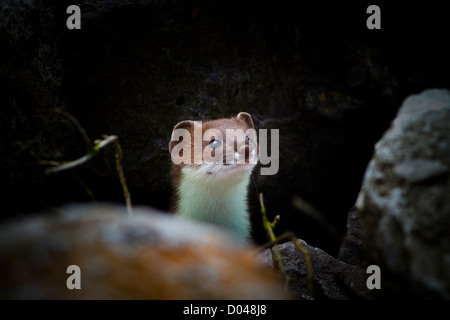 a young stoat, mustela erminea, hiding amongst the rocks of a North Wales estuary. Stock Photo