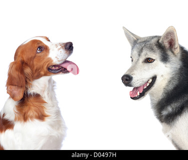 Two dogs of different breeds isolated on a white background Stock Photo ...