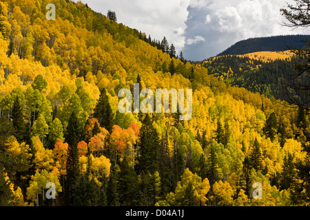 Autumn colours in the San Juan Mountains, above the Dolores Valley, with aspens (Populus tremuloides) and Douglas Firs, Colorado