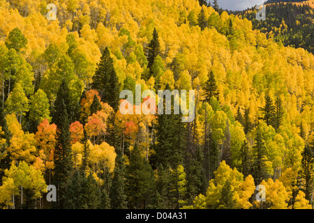 Autumn colours in the San Juan Mountains, above the Dolores Valley, with aspens (Populus tremuloides) and Douglas Firs, Colorado