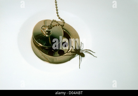 Cobweb spider female (Tegenaria duellica: Agelenidae) trapped in a bath having fallen into it, UK