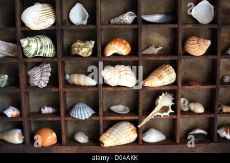 Shell Collection Stock Photo