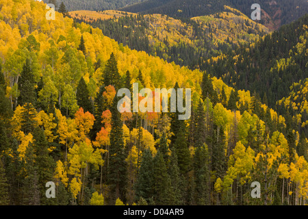 Autumn colours in the San Juan Mountains, above the Dolores Valley, with aspens (Populus tremuloides) and Douglas Firs, Colorado