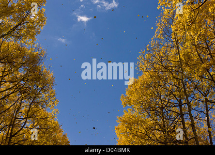 Leaves falling in autumn (fall), from Aspen trees (Populus tremuloides) in the San Juan Mountains, Colorado, USA Stock Photo