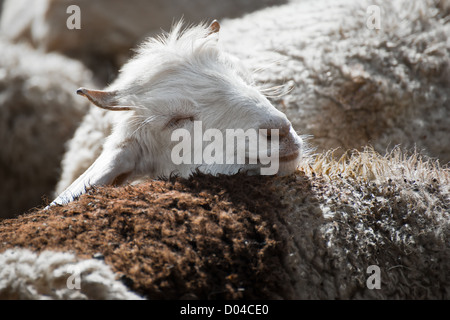 White kashmir (pashmina) goat from Indian highland farm in Ladakh Stock Photo