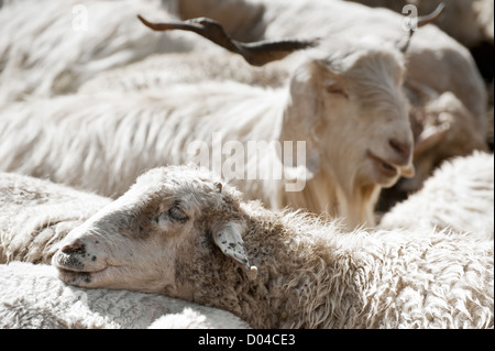 Sheep and white kashmir (pashmina) goat from Indian highland farm in Ladakh Stock Photo