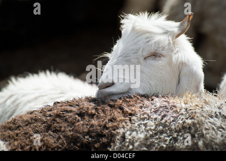 White kashmir (pashmina) goat from Indian highland farm in Ladakh Stock Photo