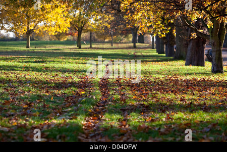 Tire tracks on a grassy field covered with fallen autumn leaves, Regent's Park, London, England, UK. Stock Photo