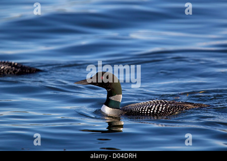 Common Loon, or Great Northern Diver (Gavia immer) bird swims on surface of lake, diving bird Stock Photo