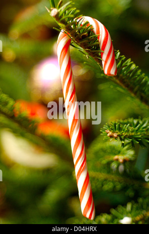 Candy cane on Christmas tree Stock Photo