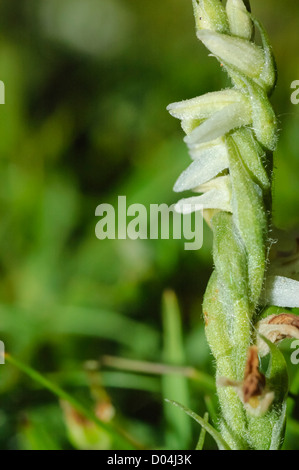 The tiny Autumn Lady's Tresses orchid, Spiranthes spiralis, growing at Penmaen Burrows in Gower, South Wales. Stock Photo