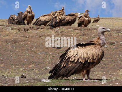 Vultures at a Sky Burial, Litang, Sichuan Stock Photo