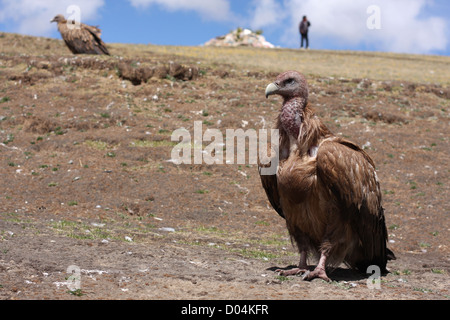 Vultures at a Sky Burial, Litang, Sichuan Stock Photo