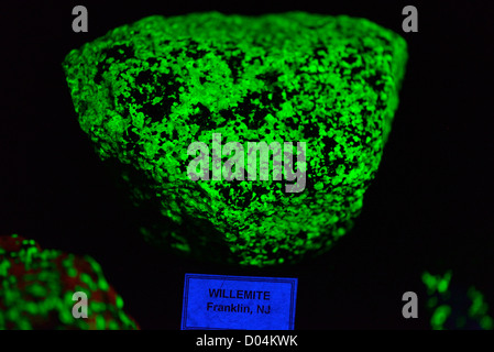 Fluorescent mineral willemite  (zinc silicate Zn2SiO4) glowing green under black light (Ultraviolet light). Stock Photo