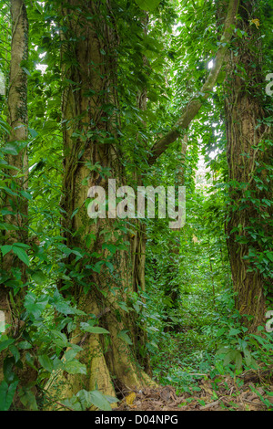 Manoa Rainforest, Oahu, Hawaii. Stock Photo