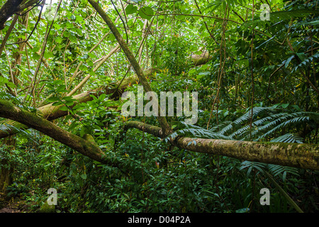 Manoa Rainforest, Oahu, Hawaii. Stock Photo