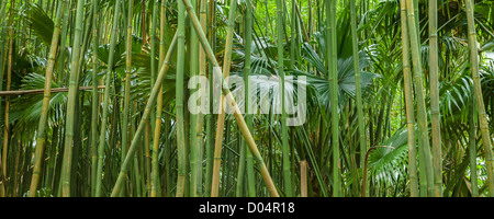 Manoa Rainforest, Oahu, Hawaii. Stock Photo