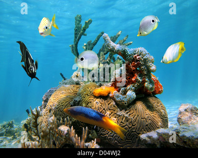 Brain coral with colorful sea sponges and tropical fish in the Caribbean sea Stock Photo