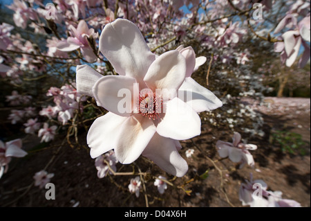 White magnolias Stock Photo